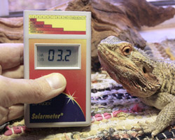Fig.6: Recording at reptile level