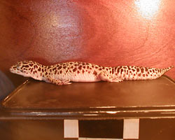 Fig. 13:  leopard gecko basking