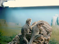 Fig. 3. Collared lizards basking under UV in the morning