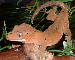 Fig. 16: crested gecko in shade. Photo courtesy of Angi