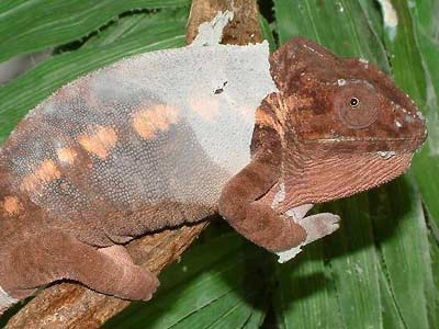 Fig. 4:  female panther chameleon shedding