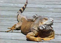 Fig.10: Green iguana basking in morning sun in North Carolina. Photo courtesy of Robert MacCargar