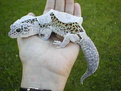 Fig. 2: leopard gecko shedding entire skin