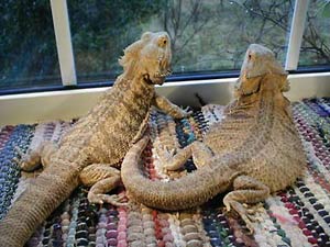 Fig. 11. No UVB reaches these bearded dragons through the window