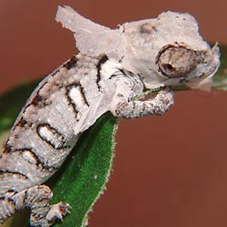 Fig. 1:  baby oustalet chameleon shedding