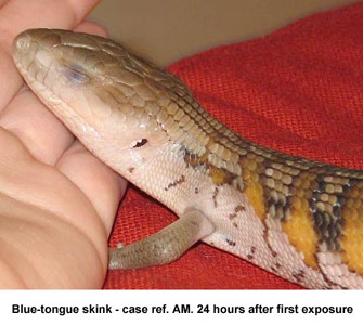 Fig. 1 : Photo-kerato-conjunctivitis  - bluetongue skink