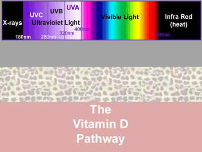 Figure 1: Vitamin D synthesis